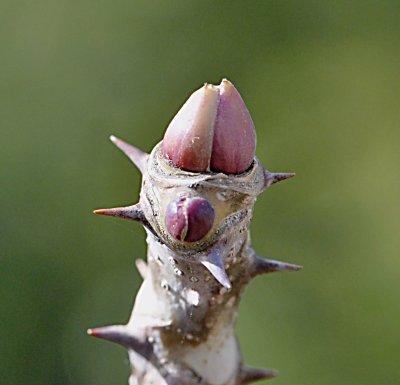 Kalopanax pictus - dlanitec pestrý - pupeny